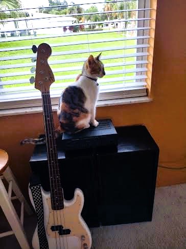 Cat on bass with guitar media 8