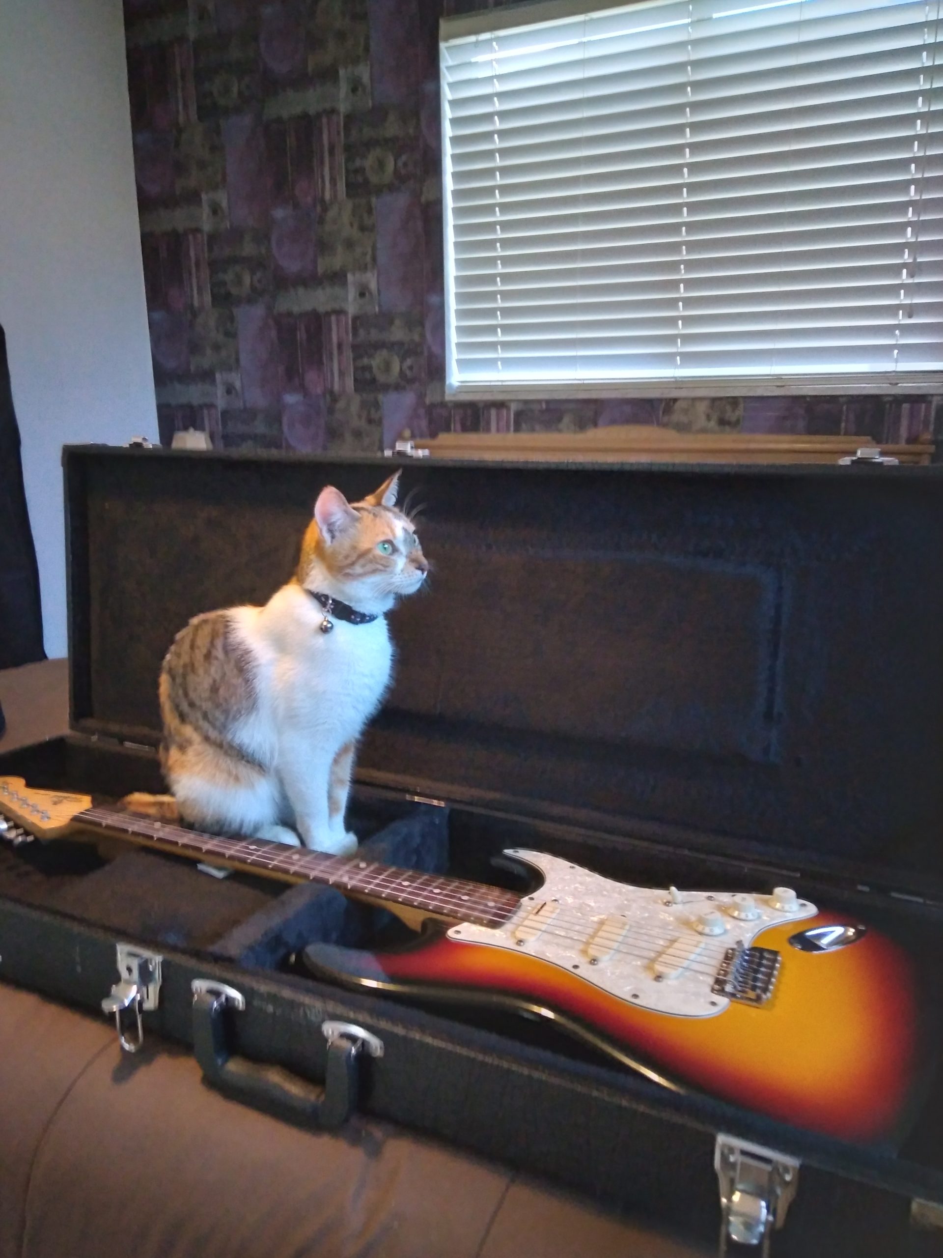 guitar case cat